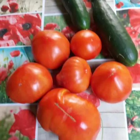 Bella Vista Daire Tossignano